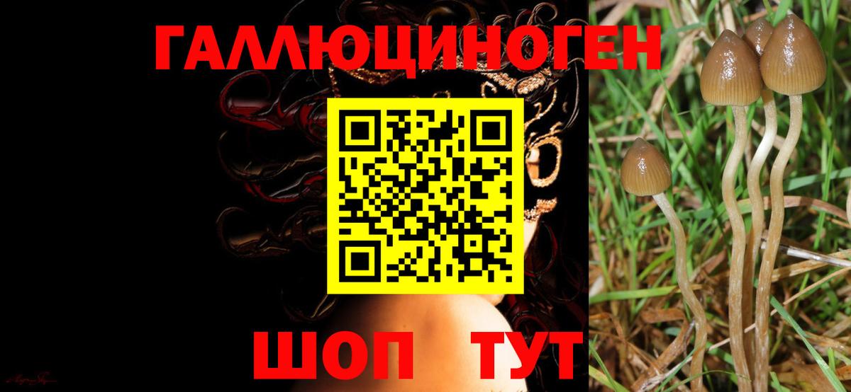 Тара  Галлюциногенные грибы ЛСД  Вход с VPN  Псилоцибиновые грибы ЛСД 